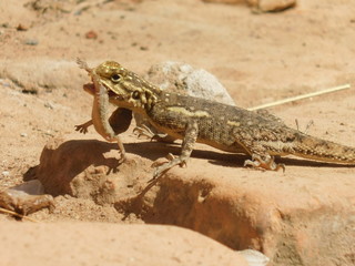 a lizard on the ground eating a geckho