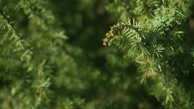 Decorative juniper bush on the site. Elastic green needles on the branches. Juniper closeup in the rays of the sun.