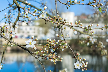 Weiße Blüten und Knospen am Flussufer im Frühling