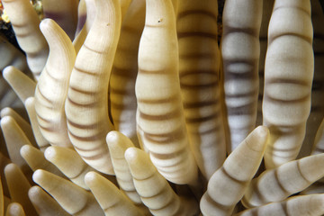 Heteractis aurora EG-08 © Christian