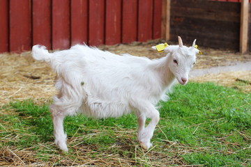 A small lamb looking at us
