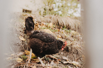 Black chicken