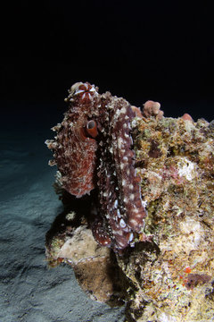 Octopus cyaneus EG-148