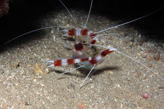 Stenopus hispidus EG-63
