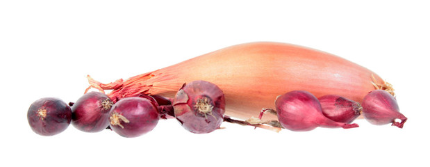 Unpeeled Shallot onion bulb and red onion sets isolated on white background