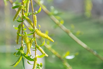 Hintergrund: Blüten an einer Trauerweide im Frühling