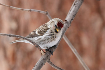 Common redpoll acanthis flammea female