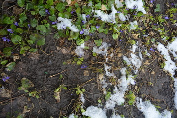 Street flowers, flower bushes, perennial plants with green bright leaves after winter with melting snow.