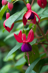 Chiang Mai Thailand, purple and bright pink fuchsia flowers in mae fah luang garden