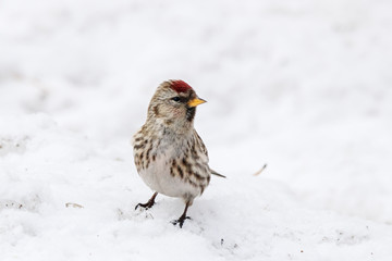 Common redpoll acanthis flammea female on snow. Cute little white brown finch songbird. Bird in wildlife.