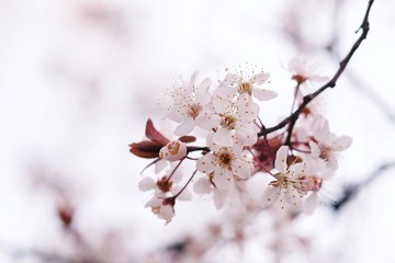 Cherry Blossom or Sakura flower on nature background.