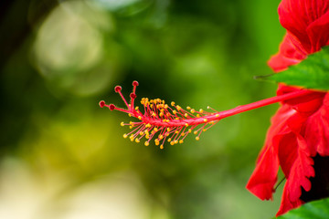 red flower