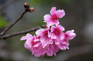 Chiang Mai Thailand, spring cherry tree blossoms in mae fah luang garden