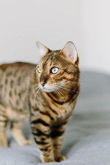  Bengal cat on the bed looks away