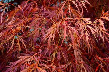 Naklejka premium Japanischer Ahorn