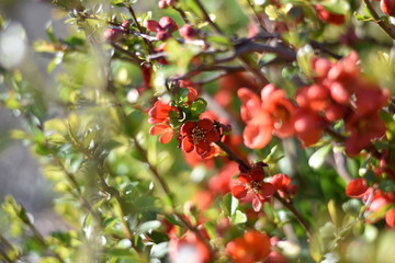 Japanische Zierquitte (Chaenomeles japonica)