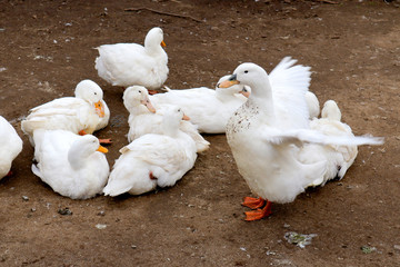 牧場でリラックスするアヒルたち