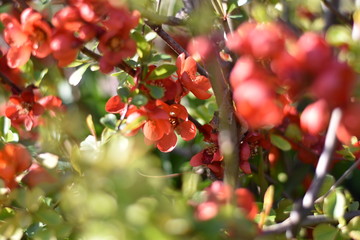 Obraz premium Japanische Zierquitte (Chaenomeles japonica)