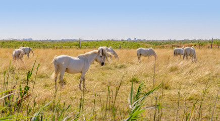 Camargue horses