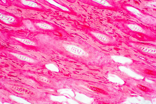 Cross Section Human Skin Tissue Under Microscope View.