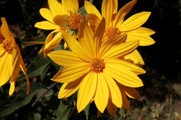 Growing yellow Helianthus Tuberosus Flower head against it's natural foliage background, also known as: Jerusalem artichoke, sunchoke, earth apple and topinambour. Food source.