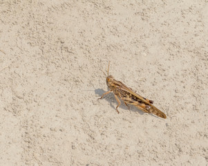 brown grasshopper