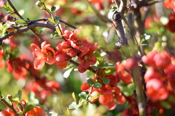 Japanische Zierquitte (Chaenomeles japonica)
