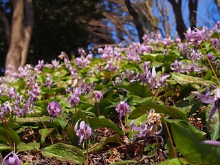 カタクリの花の群生