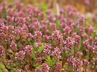 ヒメノオドリコソウの群生