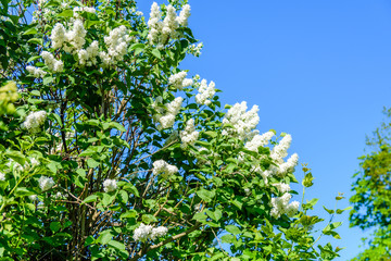 Fototapeta premium Blossoming branches of the white lilac tree on spring