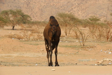 Black Camel in Dry Mountains