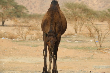 Black Camel in Dry Mountains