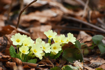 Primrose flowers (Primula vulgaris) in forest in spring. Herbal Medicine, plant from which is made...