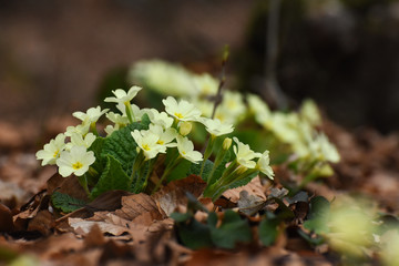 Primrose flowers (Primula vulgaris) in forest in spring. Herbal Medicine, plant from which is made cough syrup