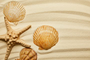Fototapeta na wymiar orange seashells near starfish on sandy beach in summertime