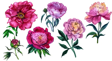 Deurstickers Flower peony. Hand painted watercolor. A set of flowers. The foundation © Юля Кобзарь