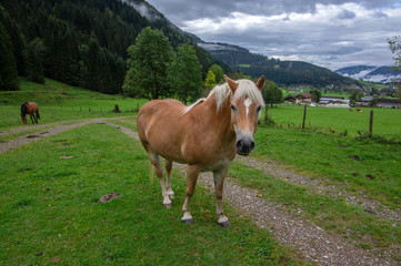 Fototapeta na wymiar Horses on pasture in Verfenveng, Austria, Europe, wild natural scenery