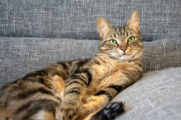Lazy marbe domestic cat on gray sofa, eye contact, cute lime eyes on tabby face, handsome boy