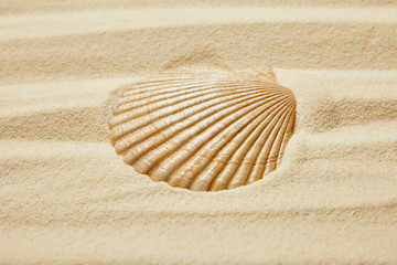 Fototapeta na wymiar seashell on beach with golden sand in summertime