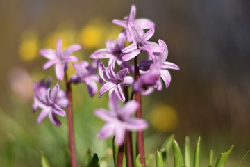 Fototapeta premium Rosa Hyazinthen (Hyacinthus)