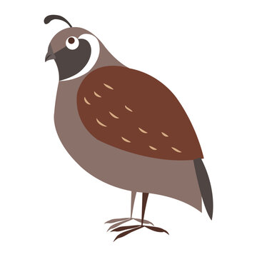 Funny cuty brown california quail vector sticker or icon isolated on white. Wild partridge bird illustration outlined with dotted line for game counters, kids books