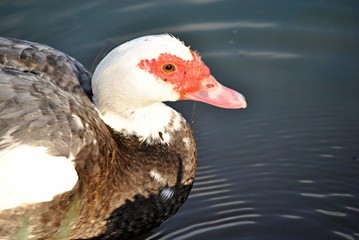 Canard de barbarie