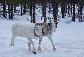 Russia; reindeers in the woods of Lapland