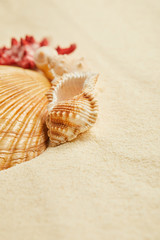 Fototapeta na wymiar selective focus of orange seashells on beach in summertime