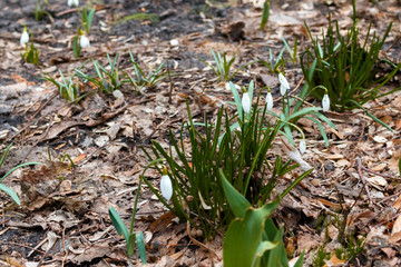 close-up of snowdrops grow in the forest. the first spring flowers grow on a bed in the yard with selective focus, daytime.