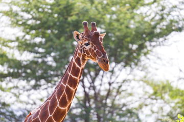 The face of a giraffe in close-up