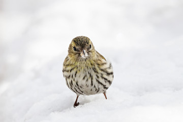 Eurasian Siskin spinus spinus female on the snow. Cute little songbird eating. Bird in wildlife.