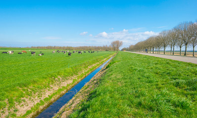 Fototapeta na wymiar Herd of cows in a green meadow below a blue sky in sunlight in spring