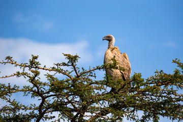 A big bird of prey sits on a branch