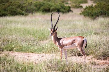 Native species of antelope in the meadow